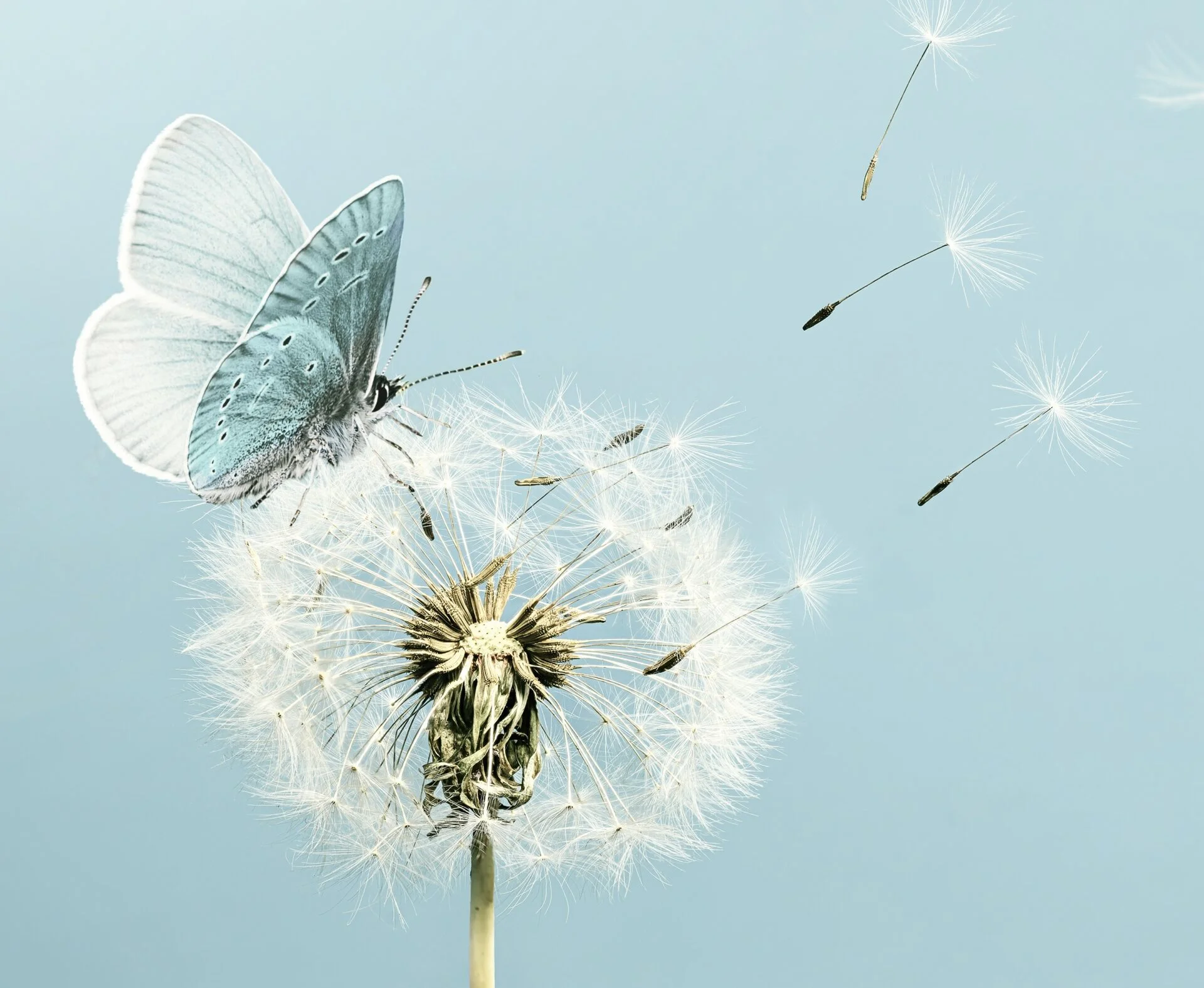 Schmetterling auf Pusteblume