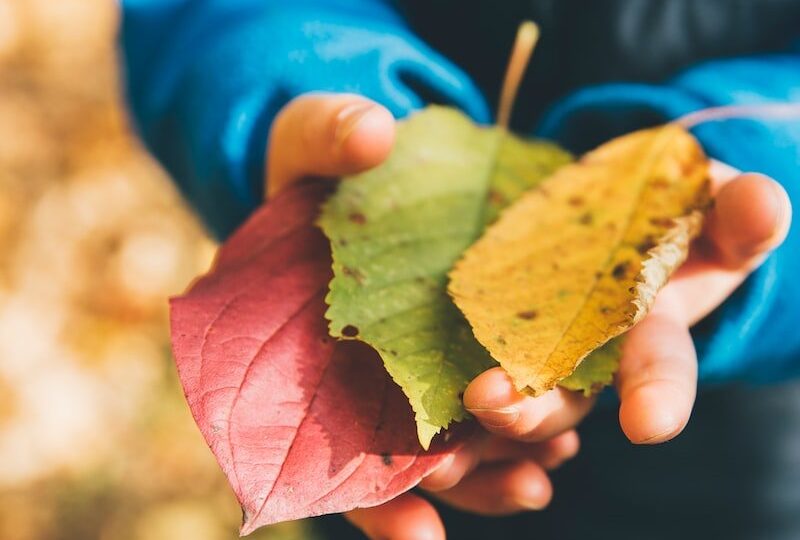 three green, yellow, and red leaves on person's hand