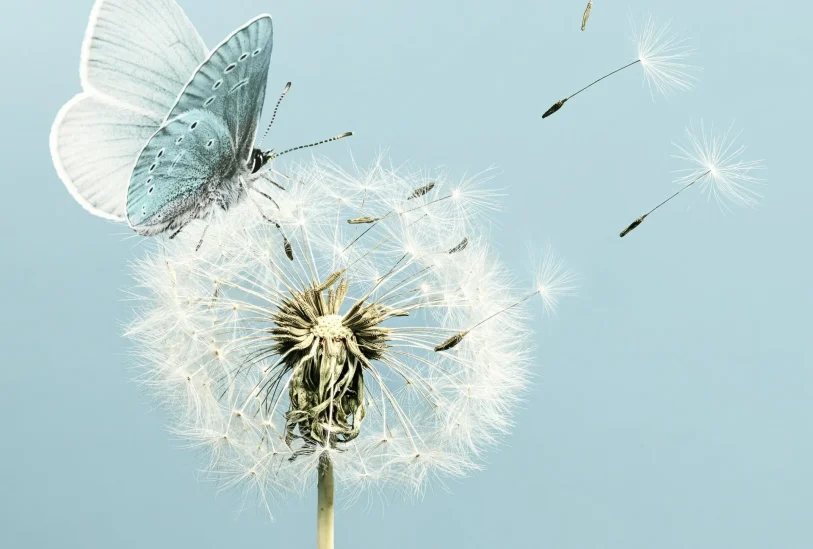 HSP_Illustration Schmetterling auf Pusteblume